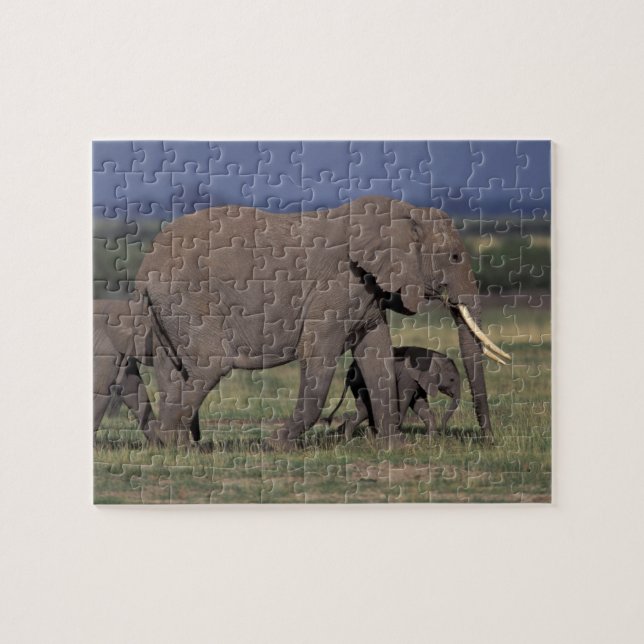 Africa, Kenya, Amboseli National Park. African 4 Jigsaw Puzzle (Horizontal)