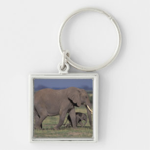 Africa, Kenya, Amboseli National Park. African 4 Key Ring