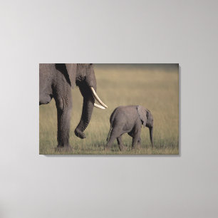 Africa, Kenya, Amboseli National Park. African Canvas Print
