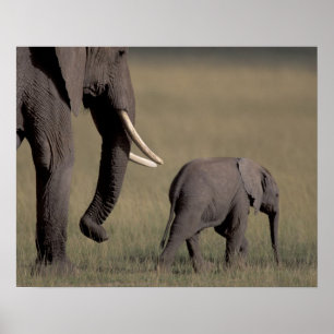 Africa, Kenya, Amboseli National Park. African Poster