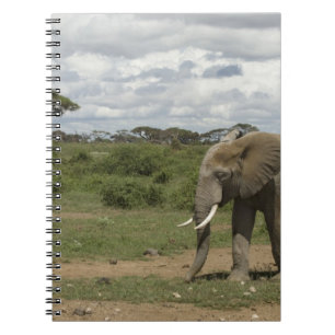 Africa, Kenya, Amboseli National Park, elephant, Spiral Notebook