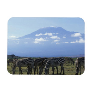 Africa, Kenya, Amboseli National Park, Herd of Magnet