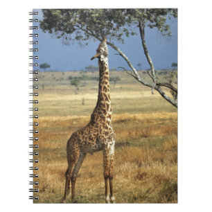 Africa, Kenya, Amboseli NP. A Common, or Masai, Spiral Notebook
