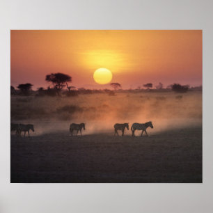 Africa, Kenya, Amboseli NP. Zebra walk to the Poster