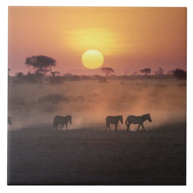 Africa, Kenya, Amboseli NP. Zebra walk to the Tile (Front)