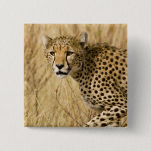 Africa. Kenya. Cheetah at Samburu NP. 15 Cm Square Badge