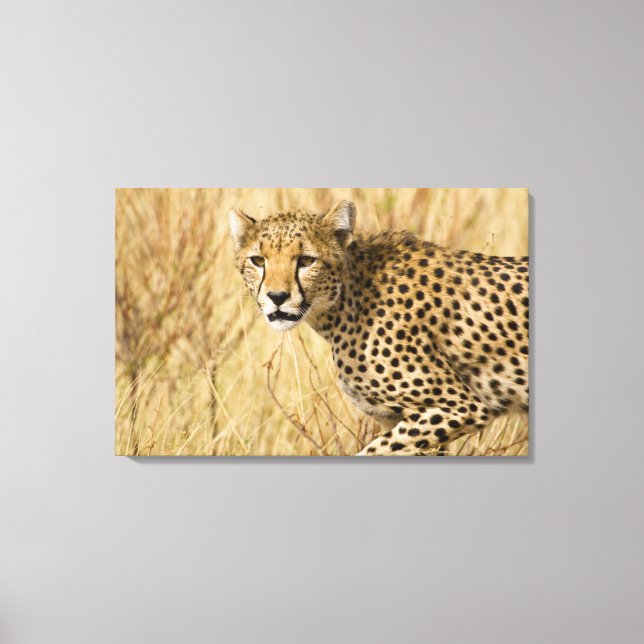 Africa. Kenya. Cheetah at Samburu NP. Canvas Print (Front)