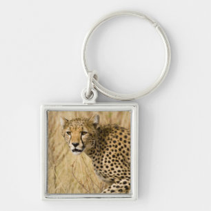 Africa. Kenya. Cheetah at Samburu NP. Key Ring