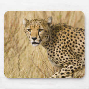 Africa. Kenya. Cheetah at Samburu NP. Mouse Pad