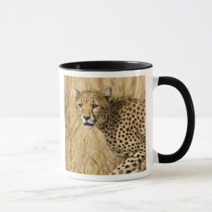Africa. Kenya. Cheetah at Samburu NP. Mug