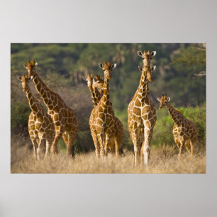Africa. Kenya. Herd of Reticulated Giraffes at Poster