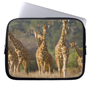 Africa. Kenya. Herd of Reticulated Giraffes Laptop Sleeve