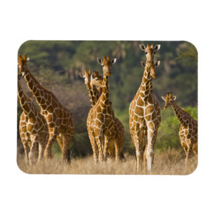 Africa. Kenya. Herd of Reticulated Giraffes Magnet