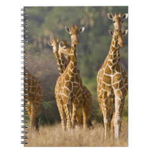Africa. Kenya. Herd of Reticulated Giraffes Spiral Notebook