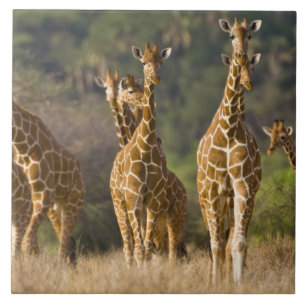 Africa. Kenya. Herd of Reticulated Giraffes Tile