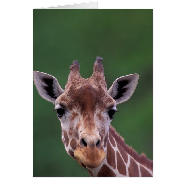 Africa, Kenya, Impala Ranch. Reticulated (Front)