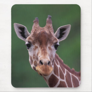 Africa, Kenya, Impala Ranch. Reticulated Mouse Pad