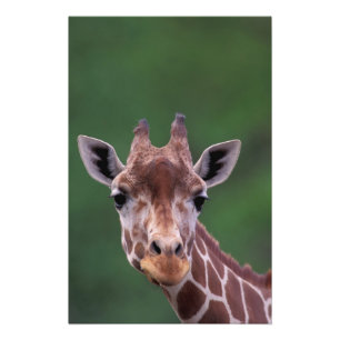 Africa, Kenya, Impala Ranch. Reticulated Photo Print