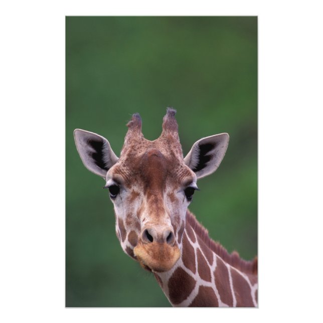 Africa, Kenya, Impala Ranch. Reticulated Photo Print (Front)