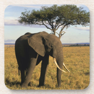 Africa, Kenya, Maasai Mara. An elehpant in the Coaster