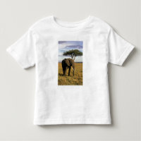Africa, Kenya, Maasai Mara. An elehpant in the