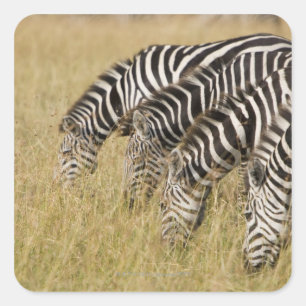 Africa, Kenya, Maasai Mara Square Sticker