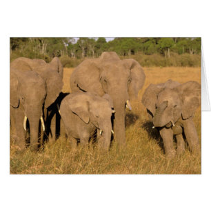 Africa, Kenya, Masai Mara. African Elephant