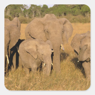 Africa, Kenya, Masai Mara. African Elephant Square Sticker