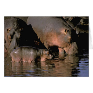 Africa, Kenya, Masai Mara. Common hippopotamuses