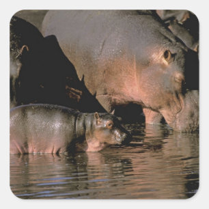 Africa, Kenya, Masai Mara. Common hippopotamuses Square Sticker