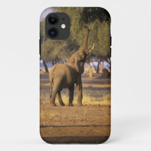 Africa, Kenya, Masai Mara. Elephant (Loxodonta Case-Mate iPhone Case