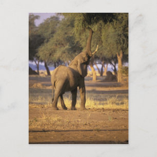 Africa, Kenya, Masai Mara. Elephant (Loxodonta Postcard