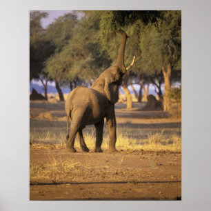 Africa, Kenya, Masai Mara. Elephant (Loxodonta Poster