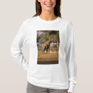Africa, Kenya, Masai Mara. Elephant (Loxodonta T-Shirt