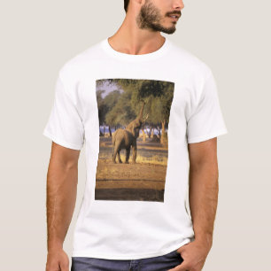 Africa, Kenya, Masai Mara. Elephant (Loxodonta T-Shirt
