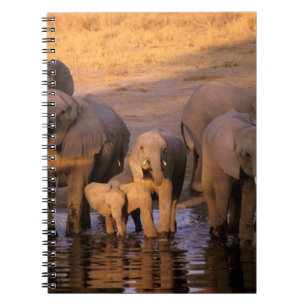 Africa, Kenya, Masai Mara. Elephants (Loxodonta Spiral Notebook