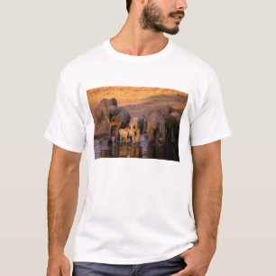 Africa, Kenya, Masai Mara. Elephants (Loxodonta T-Shirt