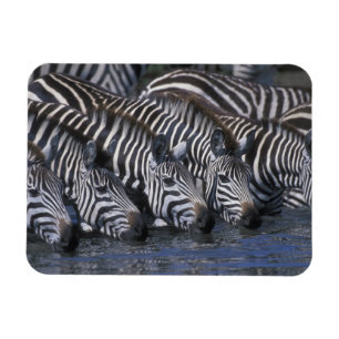 Africa, Kenya, Masai Mara Game Reserve, Plains Magnet