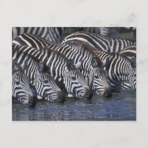 Africa, Kenya, Masai Mara Game Reserve, Plains Postcard