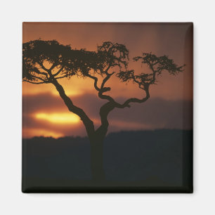 Africa, Kenya, Masai Mara Game Reserve, Setting Magnet