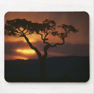 Africa, Kenya, Masai Mara Game Reserve, Setting Mouse Pad