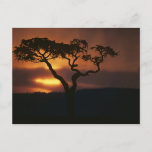 Africa, Kenya, Masai Mara Game Reserve, Setting Postcard