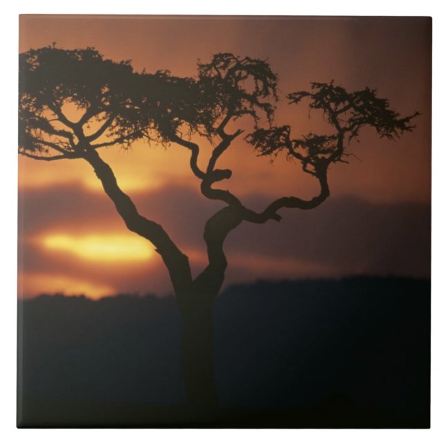 Africa, Kenya, Masai Mara Game Reserve, Setting Tile (Front)
