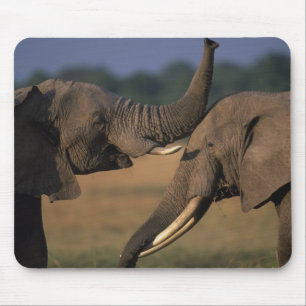 Africa, Kenya, Masai Mara Game Reserve, Two Bull Mouse Pad