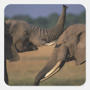 Africa, Kenya, Masai Mara Game Reserve, Two Bull Square Sticker