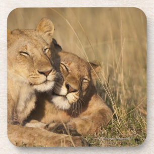 Africa, Kenya, Masai Mara Game Reserve, Young Coaster