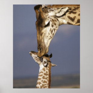 Africa, Kenya, Masai Mara. Giraffes (Giraffe Poster