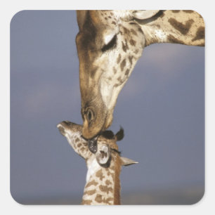 Africa, Kenya, Masai Mara. Giraffes (Giraffe Square Sticker