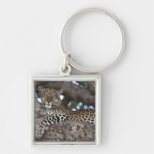 Africa. Kenya. Masai Mara. Leopard (Panthera Key Ring