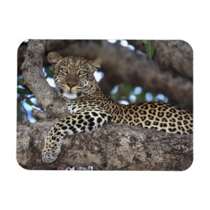 Africa. Kenya. Masai Mara. Leopard (Panthera Magnet